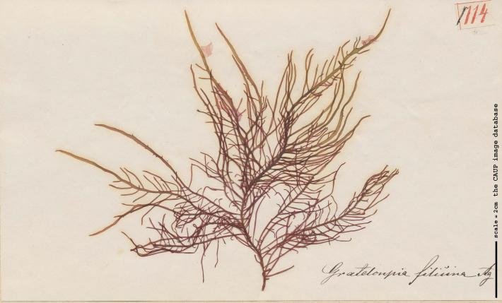 Grateloupia filicina 114.jpg